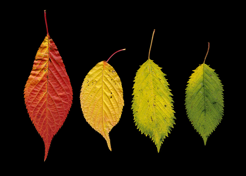 Images Of Fall Leavesa In Corner Of Painting Images Of Fall Leavesa In Corner Of Painting