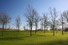Kastrup trees II - thumbnail preview