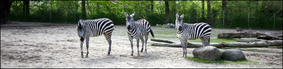 Zebras in the Zoo. Photo taken 2005-05-05.