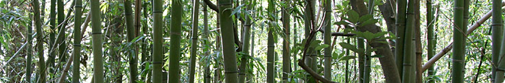 Site header picture unrelated to the page contents