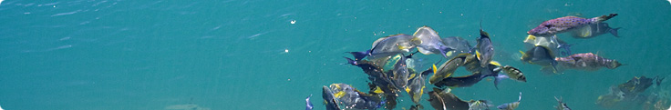 Site header picture unrelated to the page contents