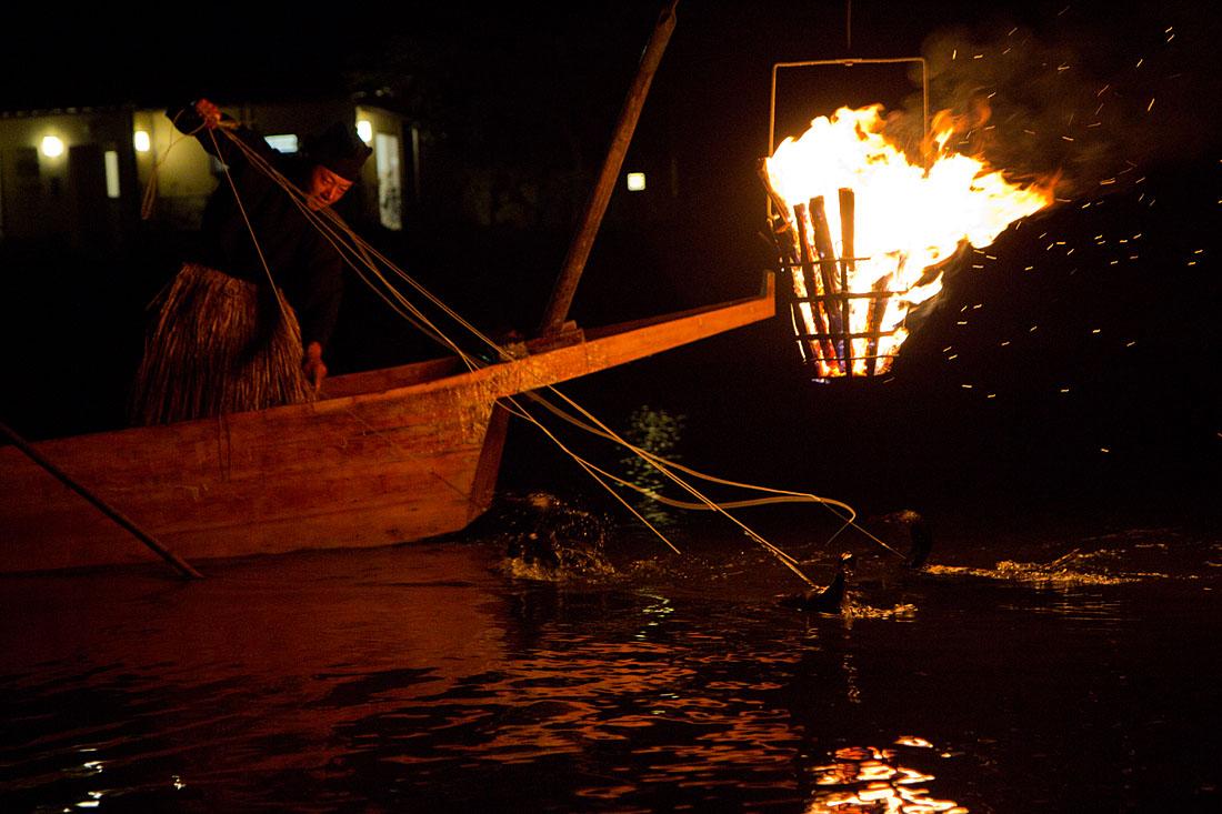 Cormorant fishing